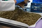 Seized Drugs